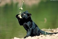A Black Panther Cub at Play