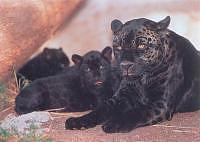 black panther mom and cubs