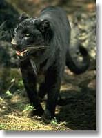 A black panther in Jungle