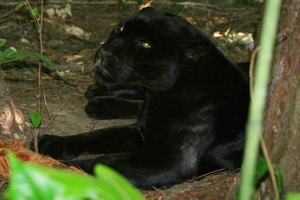 black panther on ground sitting