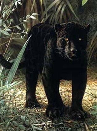 black panther on ground standing