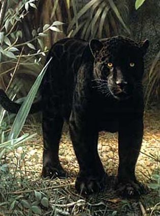 black panther