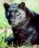 Black Panther Behavior