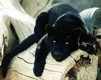Panther Animal Pictures