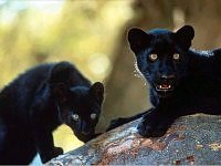 Young Panthers