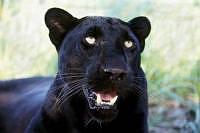 Black Panther Habitat