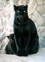 Mom and Cub Black Panthers