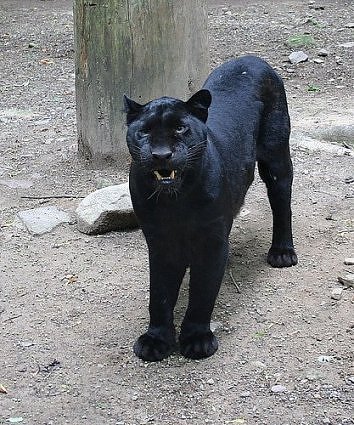 black-panther-on-ground-grawing