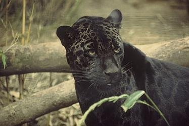 black-panther-on-ground-staring-2