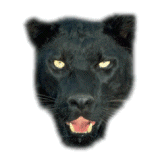 Panther Clip Art Picture - head